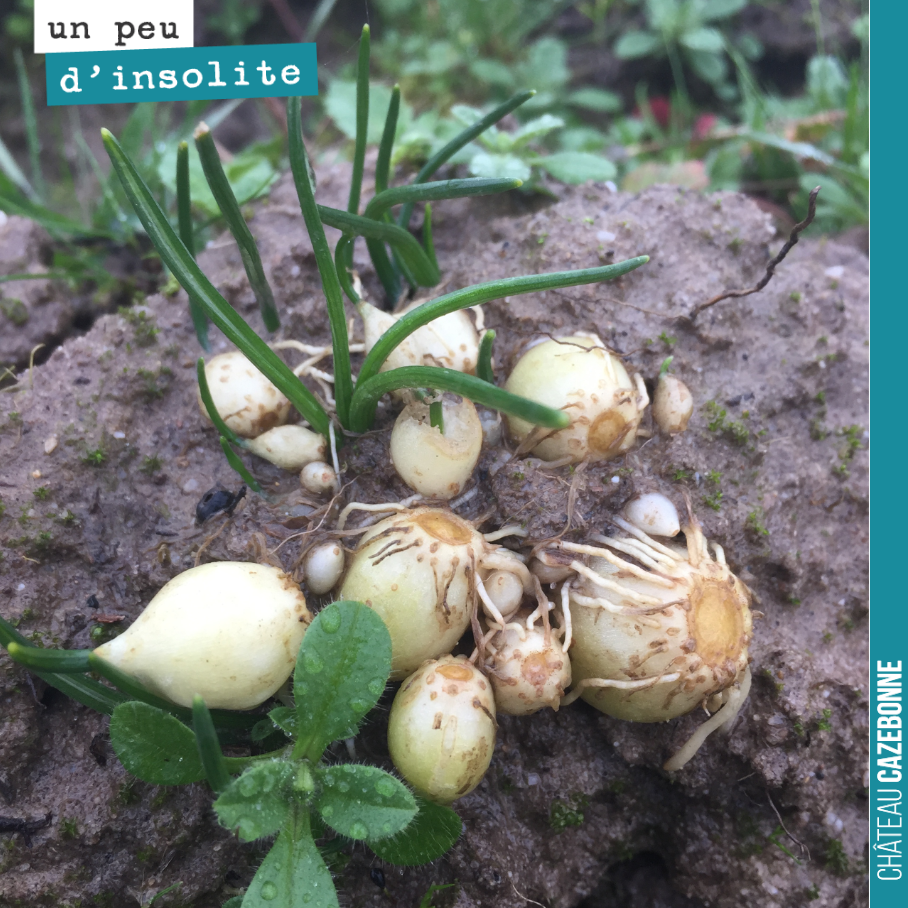 Des bulbes d’oignons sauvages retrouvés dans les rangs de vignes et lessivés par les pluies abondantes, en ce moment...