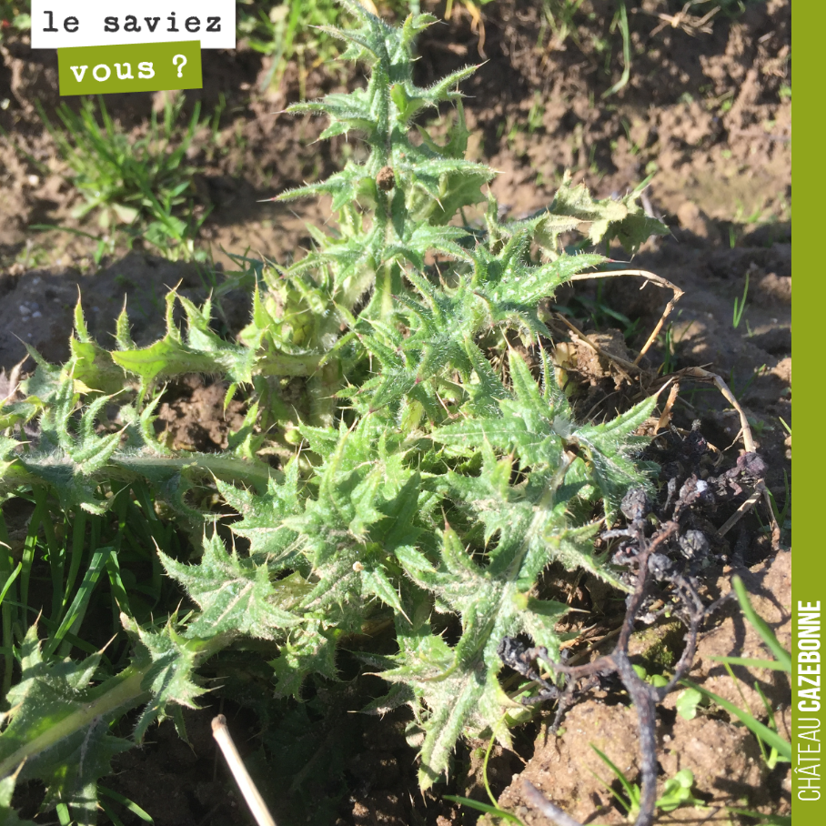 Connaissez vous cette plante ?
Sachons admirer la beauté de toutes ces ‘mauvaises herbes’ ?
Dans la nature, chaque plante a un rôle !