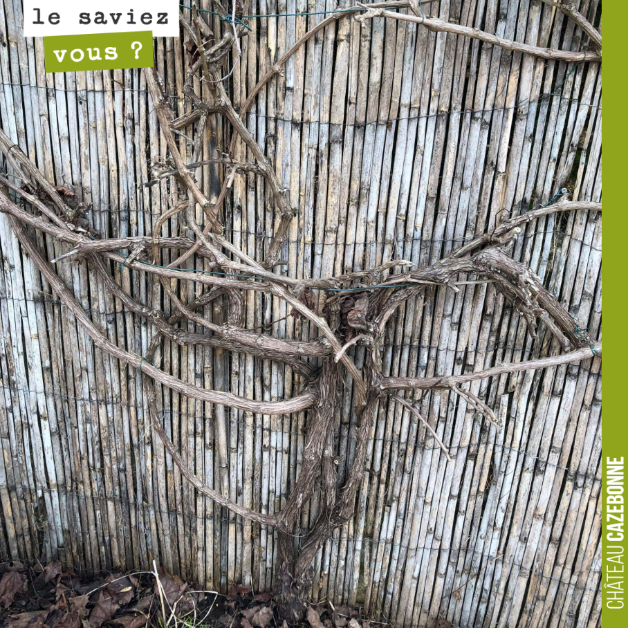 Un de nos fidèles lecteurs sur les réseaux nous demande comment tailler sa vigne.
Vous feriez comment, vous ?