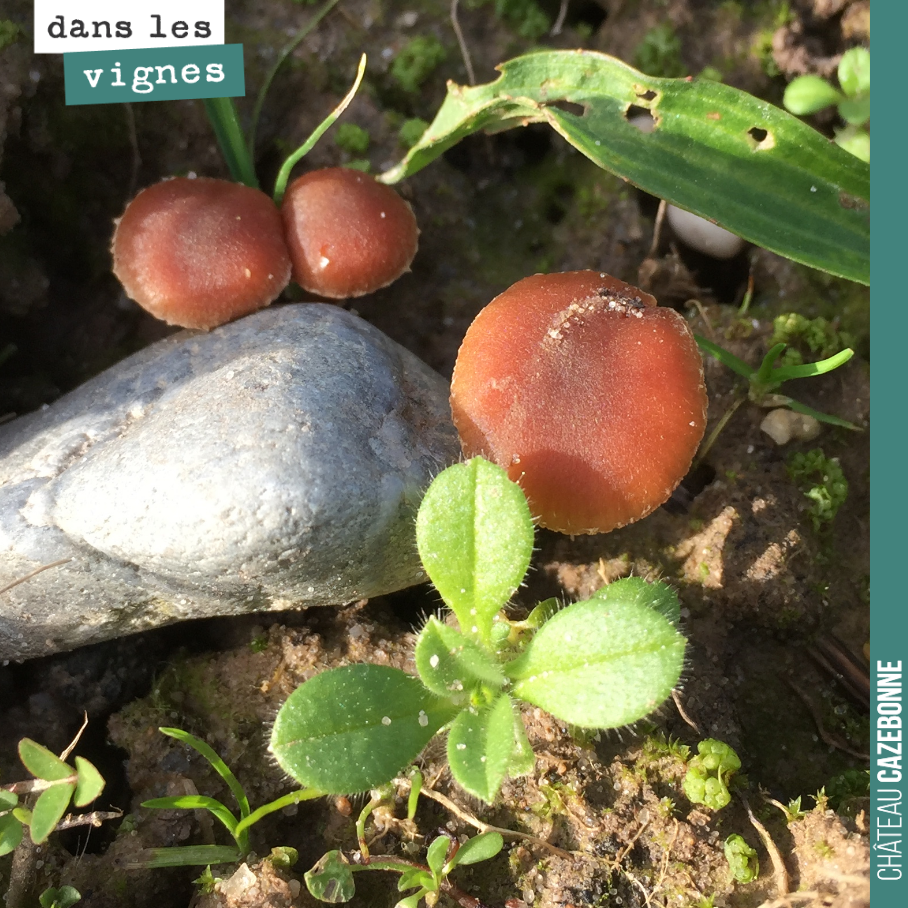 Les champignons sont de sortie.
Joli composition, improvisée.