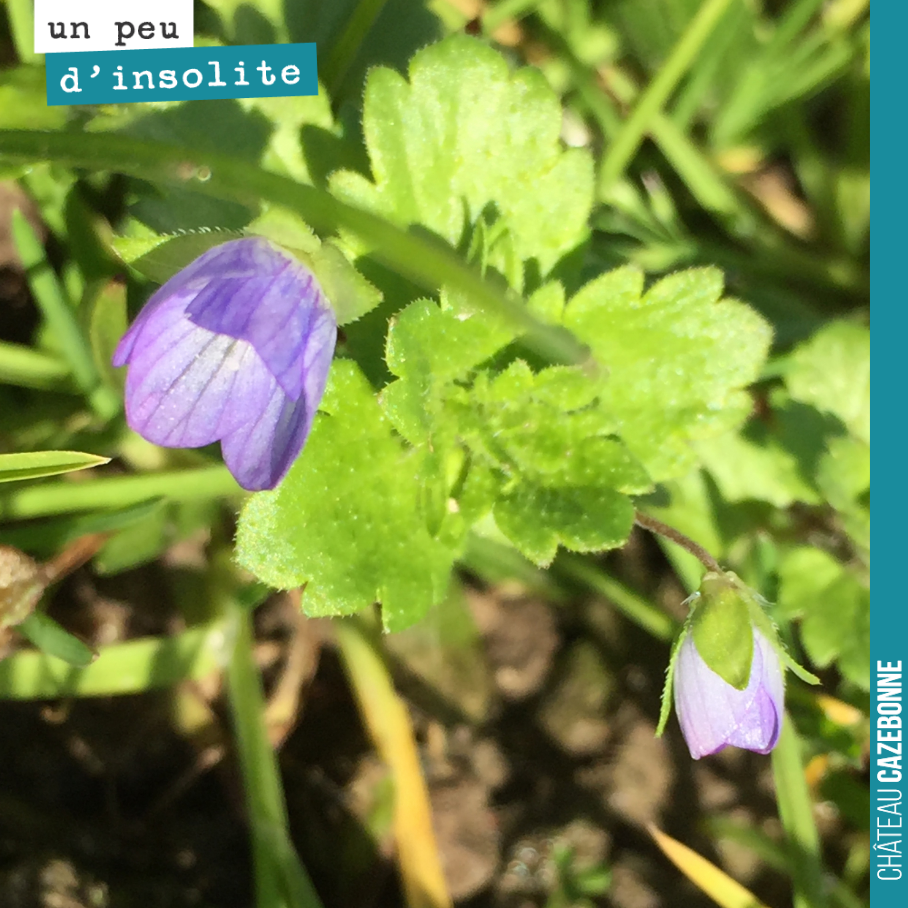 Toujours un bonheur de découvrir une fleur dans les vignes en cette saison.
Vous savez de quelle plante, il s’agit ?
