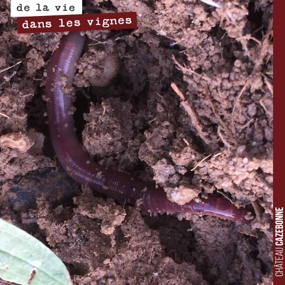Les vers de terre sont aujourd’hui les rois dans nos vignes.
Et pour longtemps, on espère bien...
