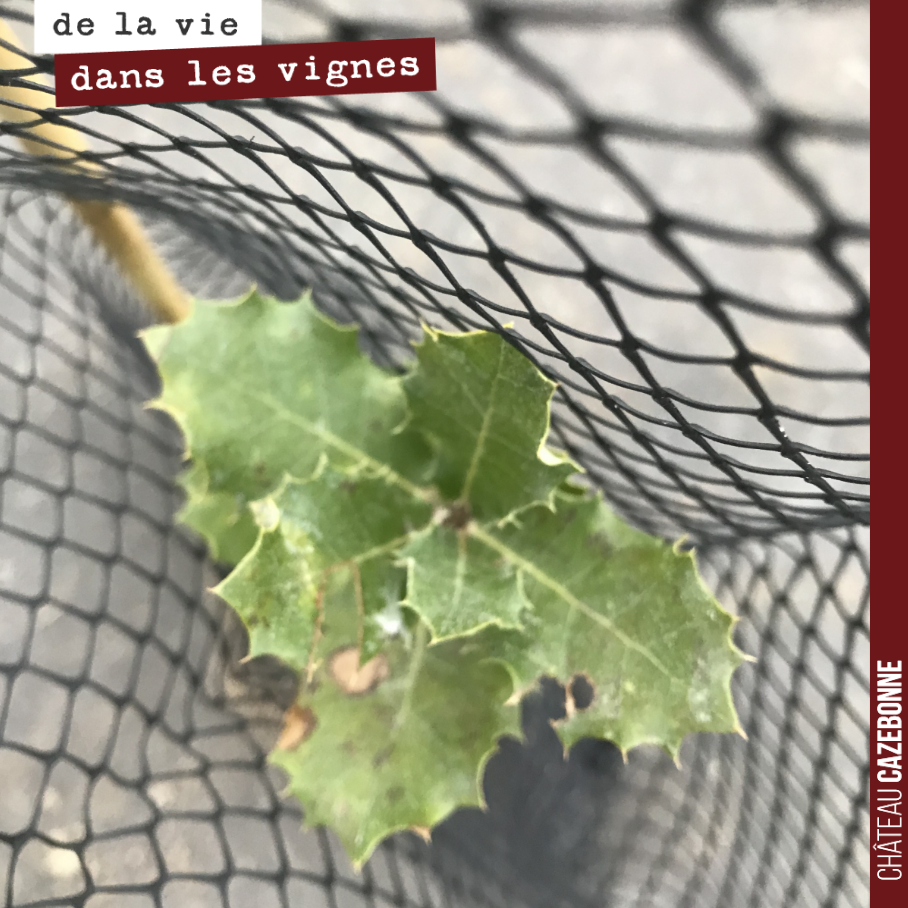 L’une des dizaines d’espèces d’arbustes que nous avons plantés dans la haie tout le long de la parcelle de ‘Cazebonne’