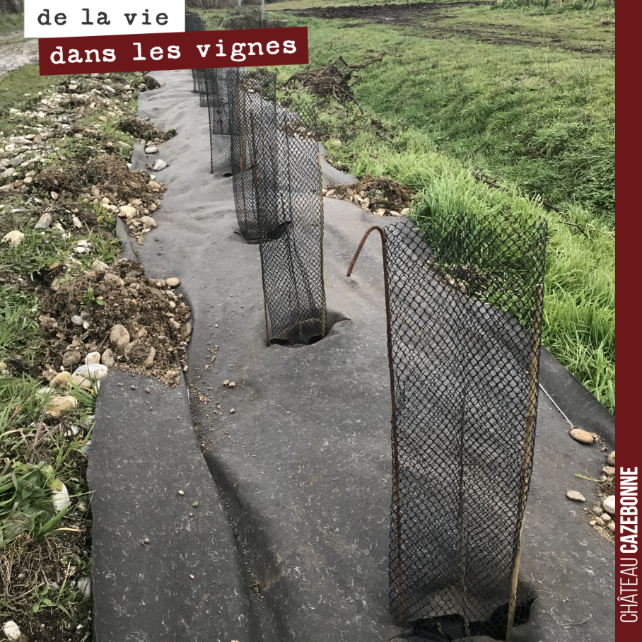 La haie est maintenant complètement plantée. Des dizaines de variétés d’arbustes ont été choisis pour assurer plus de diversité.
Près de 500 mètres de haies qui vont contribuer à améliorer la biodi...