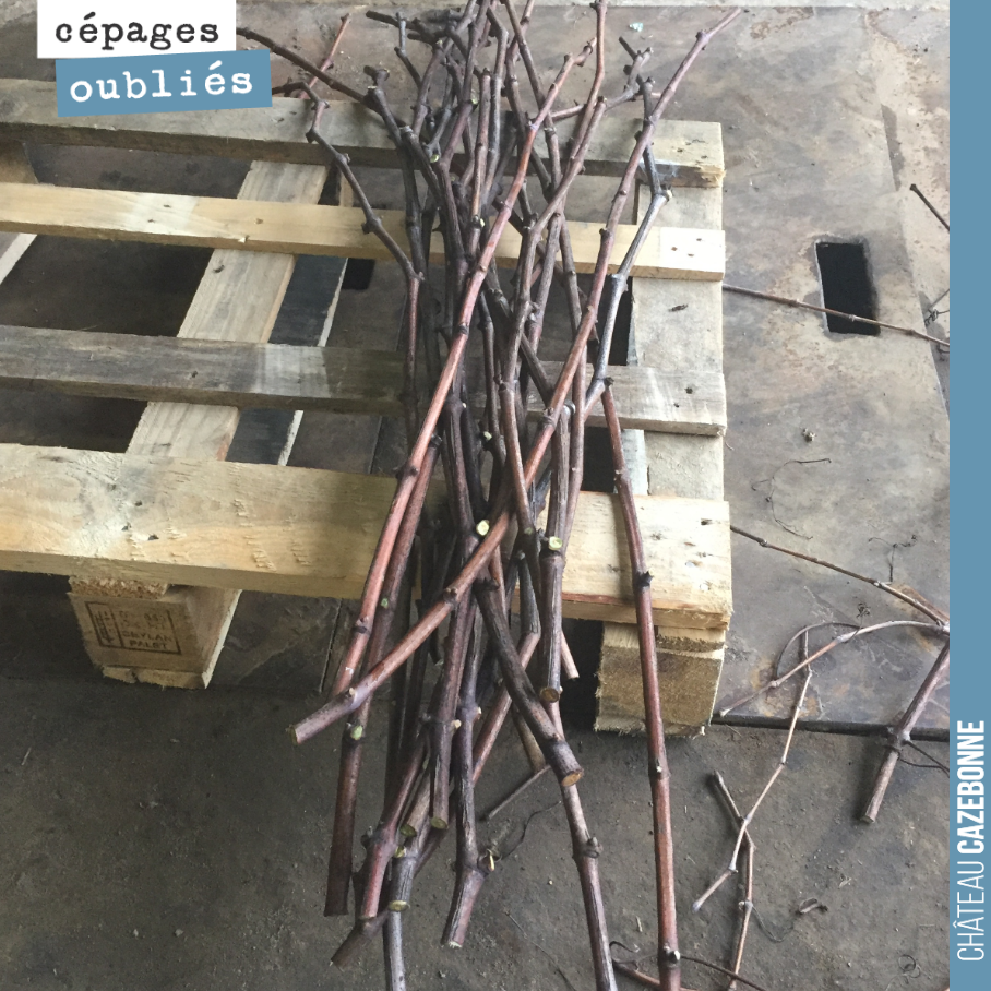 On trie, nettoie et sélectionne les bois pour nos surgreffages de cépages oubliés au printemps.
Un travail rigoureux s’impose avant de placer ces bois en chambre froide pour l’hiver.