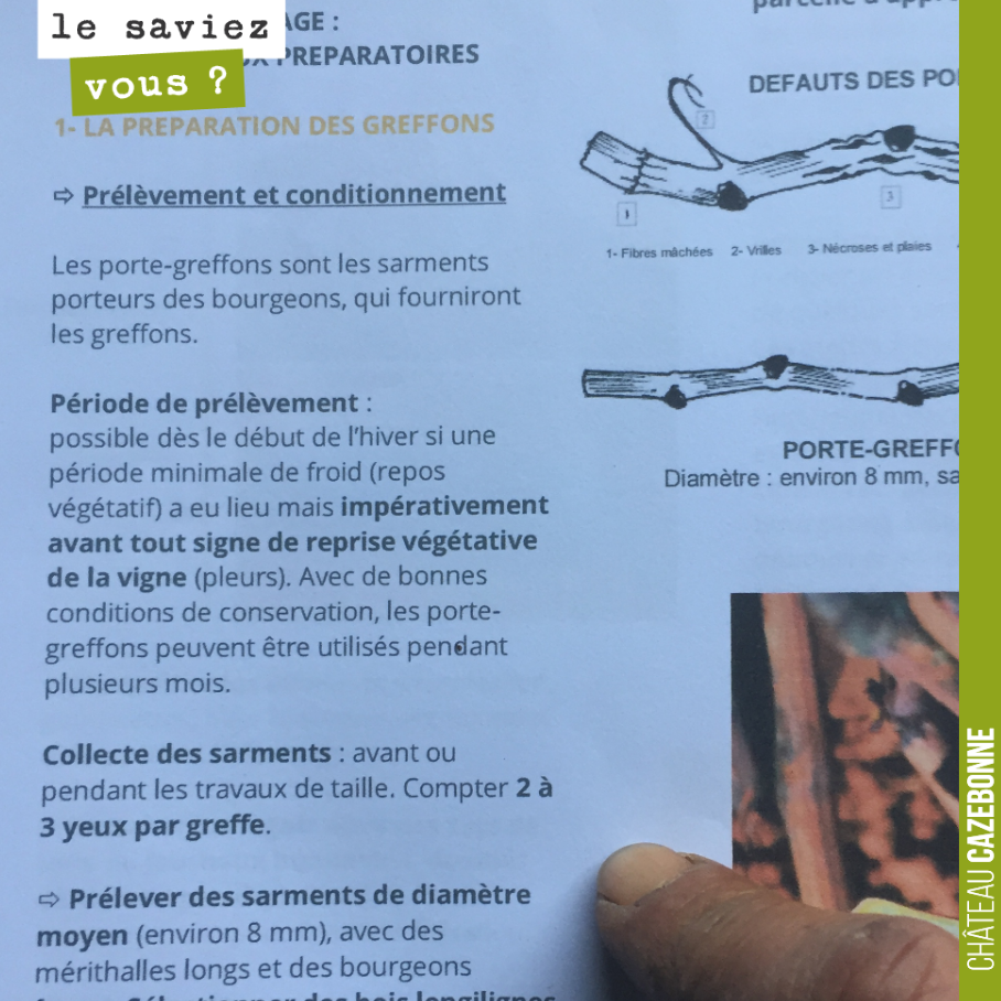 On prépare les bois pour le surgreffage que nous allons effectuer au printemps. Il faut sélectionner des bois de bon diamètre avec 2 ou 3 yeux par greffe.
On prépare des bois sur les cépages Castet...