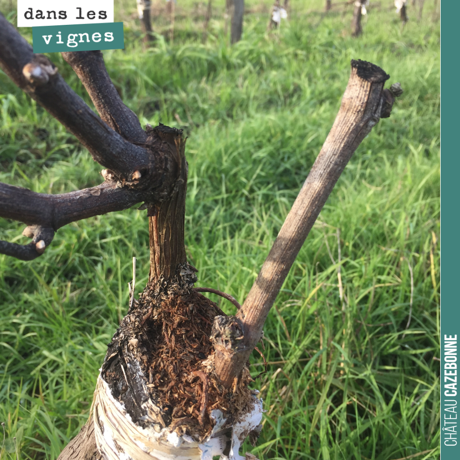 Nous avons surggreffé l’année dernière des sauvignon gris sur cette parcelle de sémillon. Les greffes ont bien prises et la pousse des bois a été vigoureuse. Si seulement la grêle n’était pas passé...