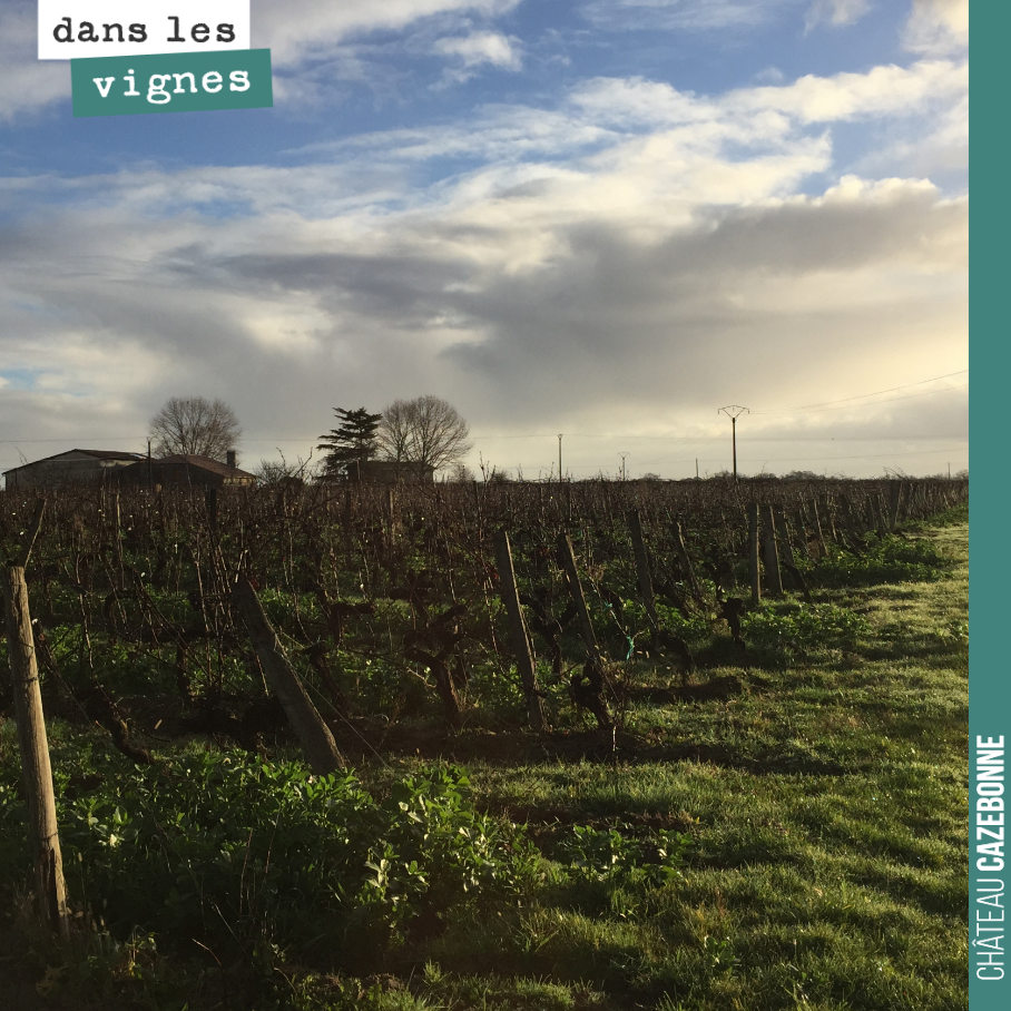 Lumières de l’hiver, dans les vignes. Un vert inimitable.