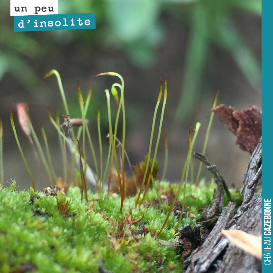 Jolies pousses d’herbes à même le cep. C’est joli, mais il va quand même falloir que l’on nettoie cela.