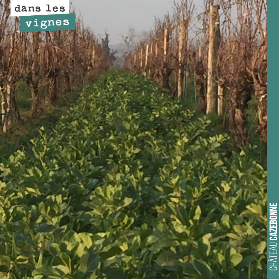 Les fèveroles continuent à pousser doucement mais sûrement !
Dès que les températures vont repartir, elles vont repartir de plus belles et nous apporter tout l’azote nécessaire à la vigne.