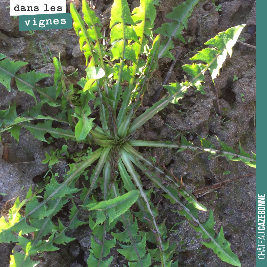 Le pissenlit est une adventice très commune. Sous ce nom vernaculaire, on décrit souvent des plantes à tige creuse et fleurs jaunes qui ne sont pas des vrais pissenlits. Il existe rien qu’en France...