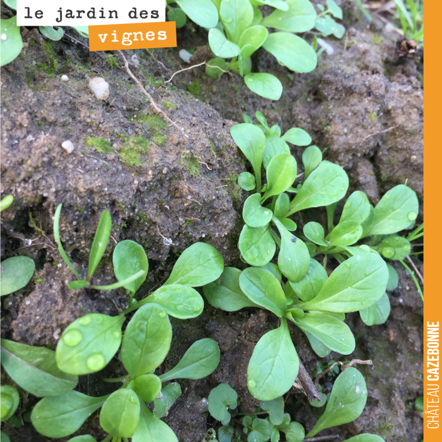 De la mâche dans nos vignes. C’est fou ce que l’on peut trouver quand on regarde la diversité dans la nature !