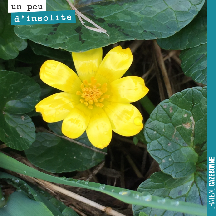 La ficaire fausse renoncule est une plante vivace relativement invasive. Elle fleurit tôt généralement à partir du mois de mars. Elle se plaît dans les milieux humides, aux abords des sous-bois.
Un...