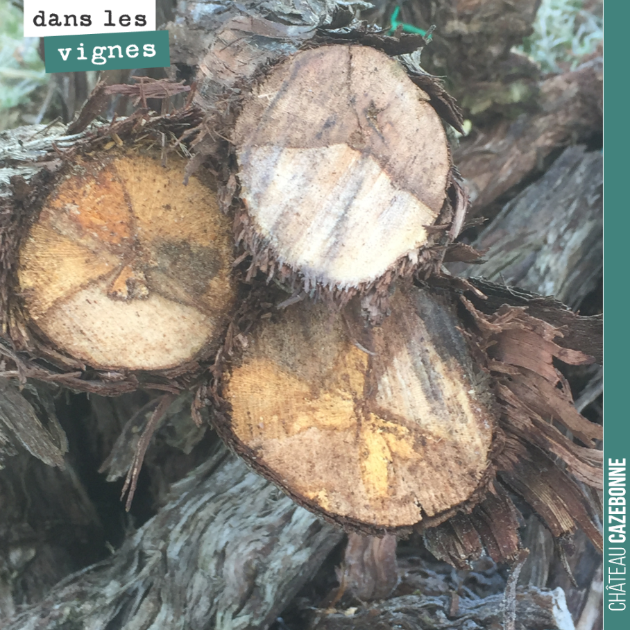 Trois ceps, tous les 3 nécrosés et touchés par l’esca.
Un vrai fléau pour nos vignobles.