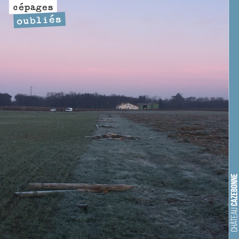 Jolies couleurs sur notre plateau du Maine. 5 hectares d’un seul tenant pour planter une dizaine de cépages oubliés.