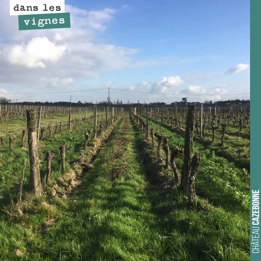 C’est beau la vigne en hiver.
Ici sur la parcelle des cousines.
