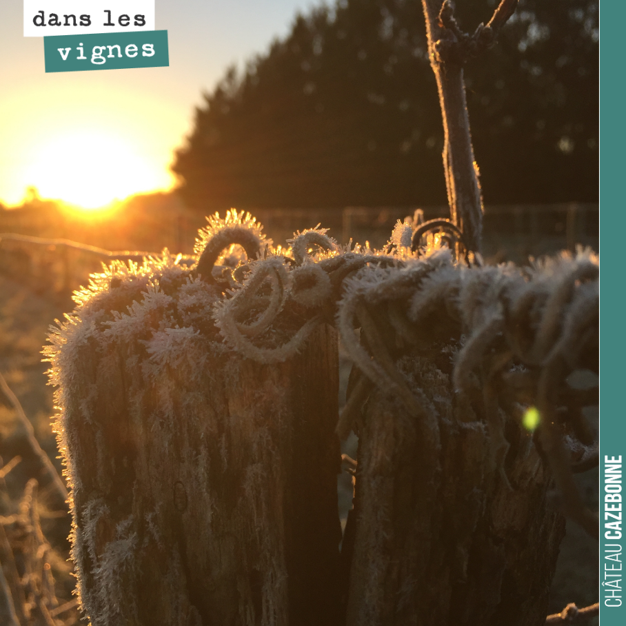 Le soleil sublime le givre de bon matin !