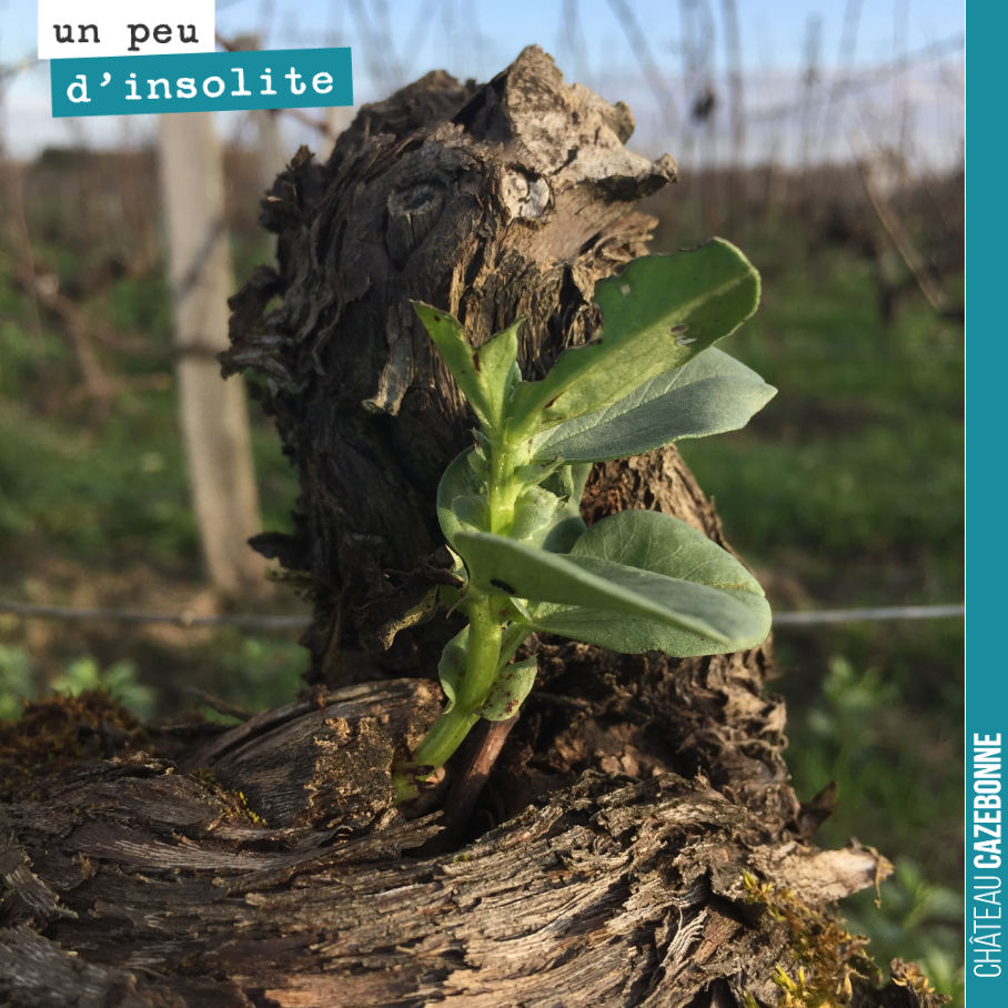 Une plante s’est mise à pousser à même le cep. Comment la graine est arrivée là ? Mystère.
Peut-être un oiseau...
