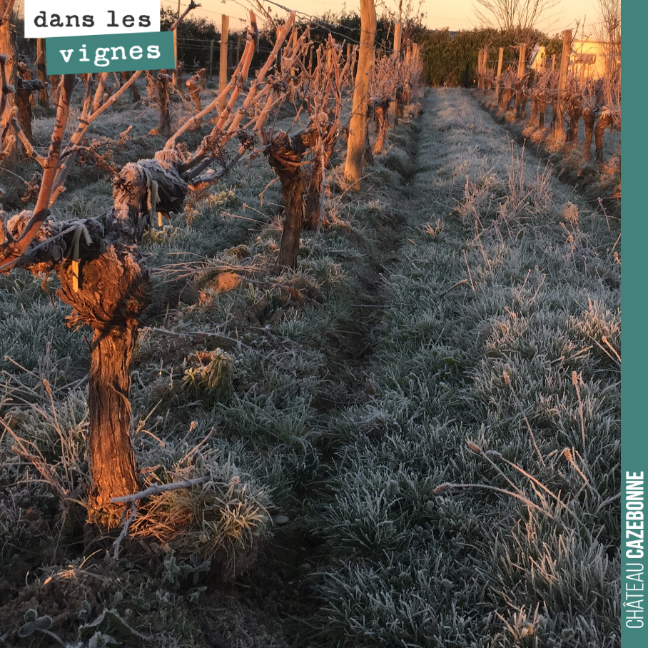 Enfin le gel...
On redoutait un hiver clément. Très mauvais pour la vigne. Elle a besoin de froid, ce qui permet en effet de calmer les maladies à venir dans l’année.
Cela fait plusieurs jours qu’i...