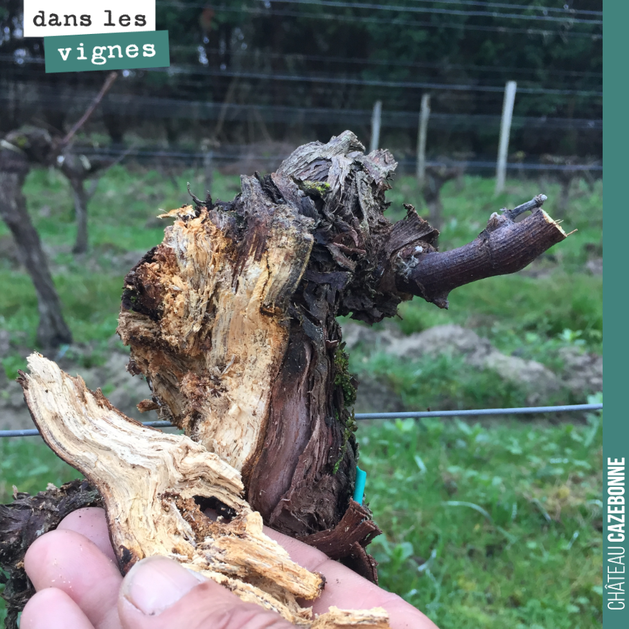 Ce pied de vigne est bien vermoulu.
On va nettoyer tout cela pour ne pas laisser ces bois morts sujets à maladie de bois.