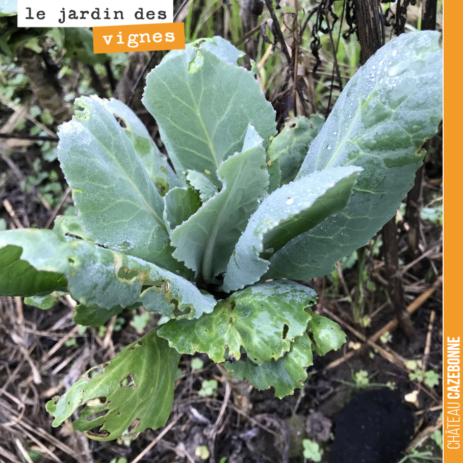 Quelques repousses de chou au Jardin des vignes...
On ne risque pas de mourrir de faim !