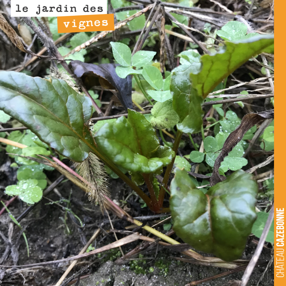 Francis, j’ai retrouvé cela au Jardin des vignes.
Tu peux nous dire ce que c’est ? De la betterave ?