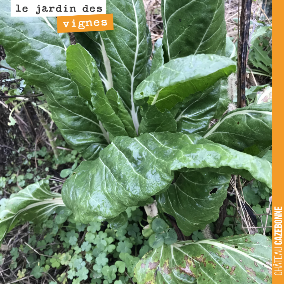 Il reste toujours quelques légumes éparses, plantés par Francis l’année dernière.
Vous aimez les blettes ?