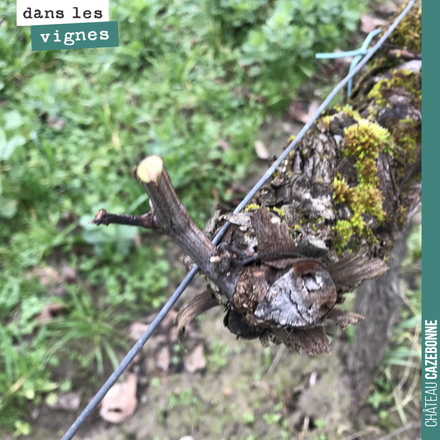 Voilà, c’est tout ce que l’on a pu préserver à la taille de ce cep.
La grêle ne nous a malheureusement rarement laissé des bois valides, pour porter la vendange 2019.