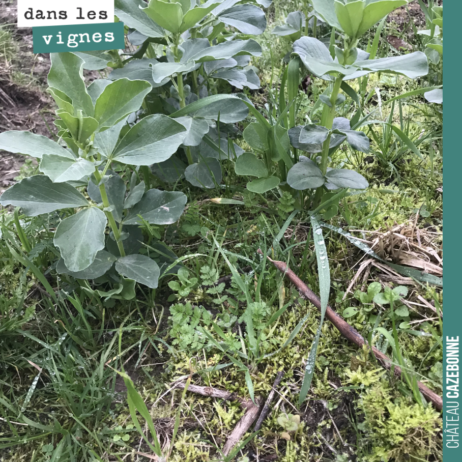 Sur le bas de notre parcelle de Cazebonne, les semis de fèveroles n’ont pas bien pris. En cause, l’excès d’humidité sur cette zone. Les mousses ici par contre se plaisent bien.
Alors que nous les v...