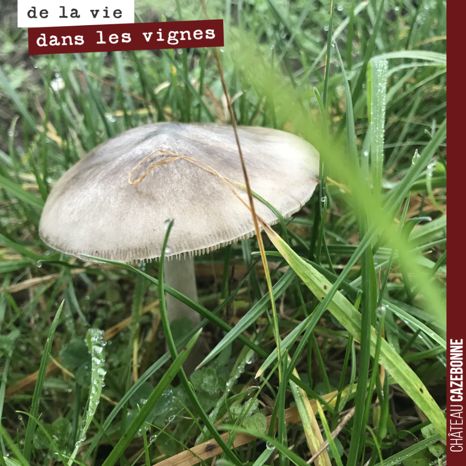 Et soudain un joli champignon surgit au milieu des vignes de cabernet-sauvignon de notre plateau de Cazebonne.