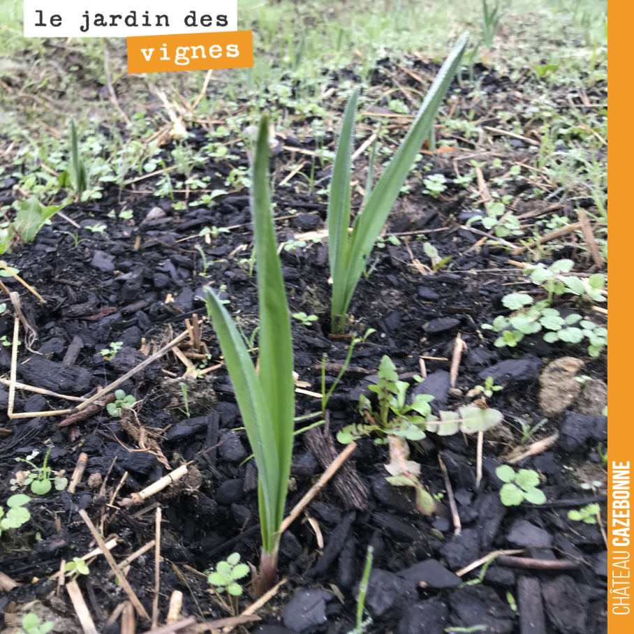 L’ail planté par Francis dans nos rangs de vigne, pousse doucement mais sûrement.