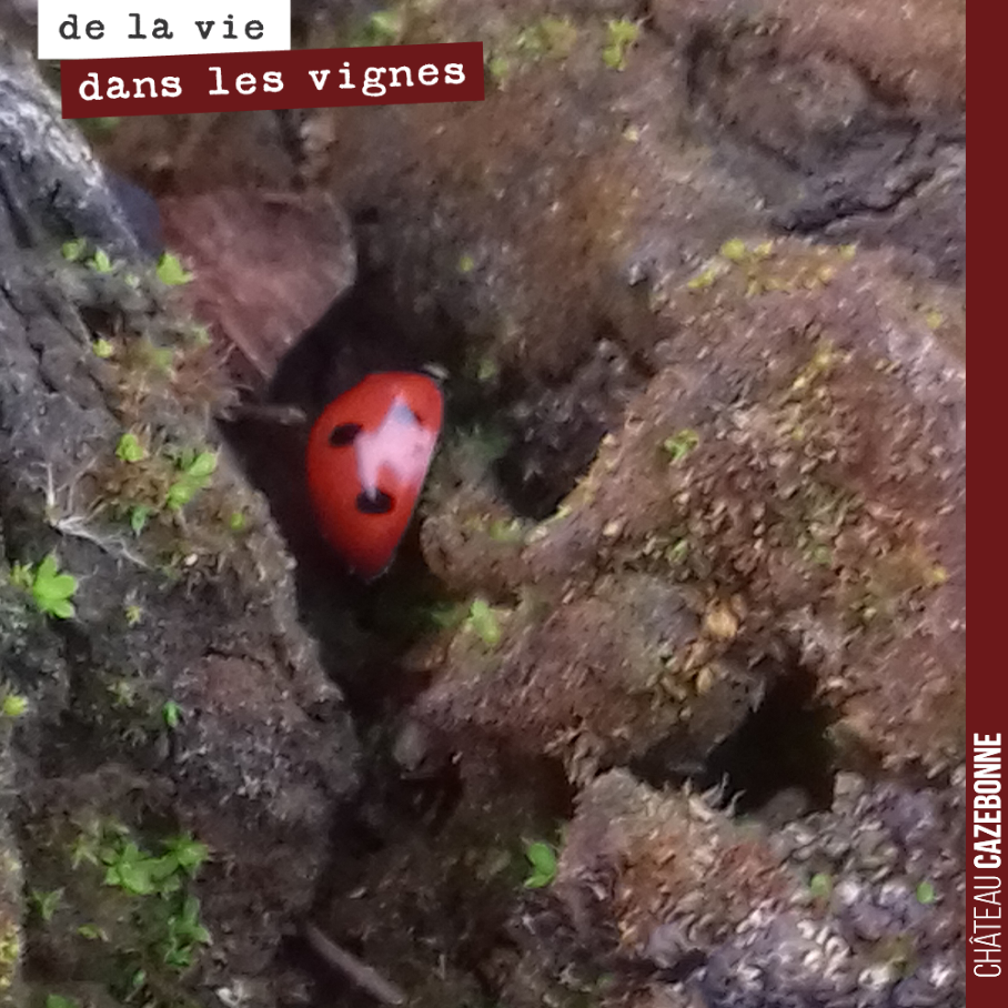 Une petit coccinelle tente de survivre à l’hiver...