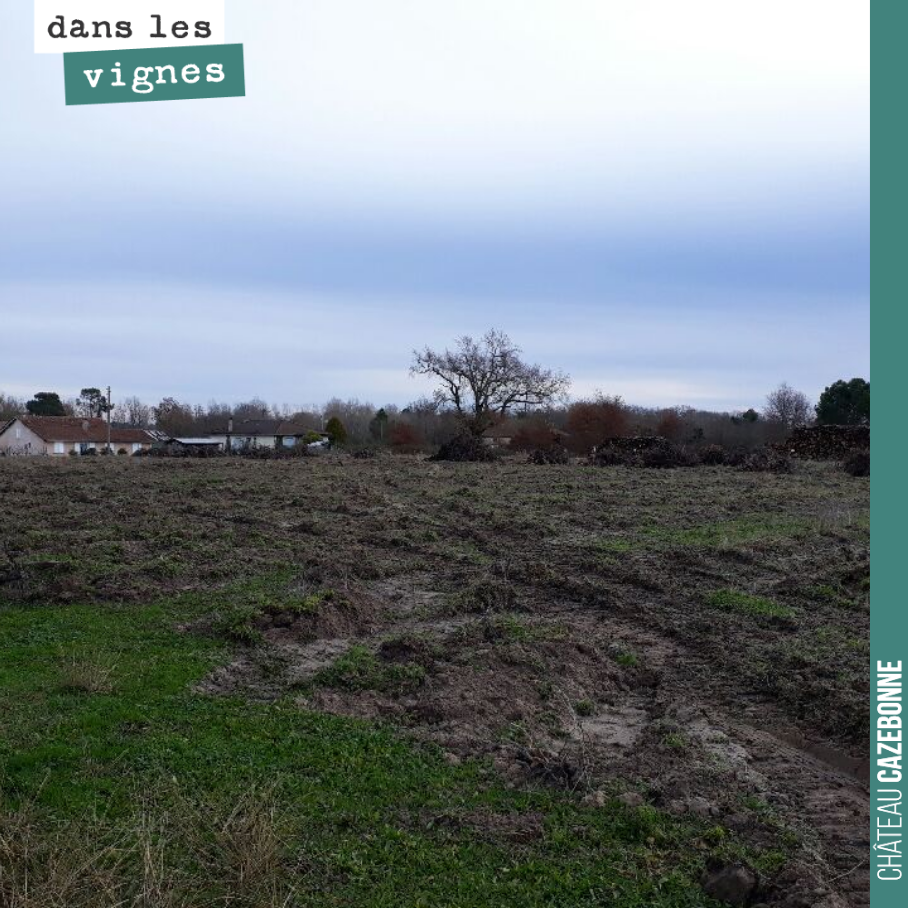 L’arrachage de notre parcelle du Maine est maintenant terminé. On va laisser la terre reposer, pendant 2 ans, avant replantation.
