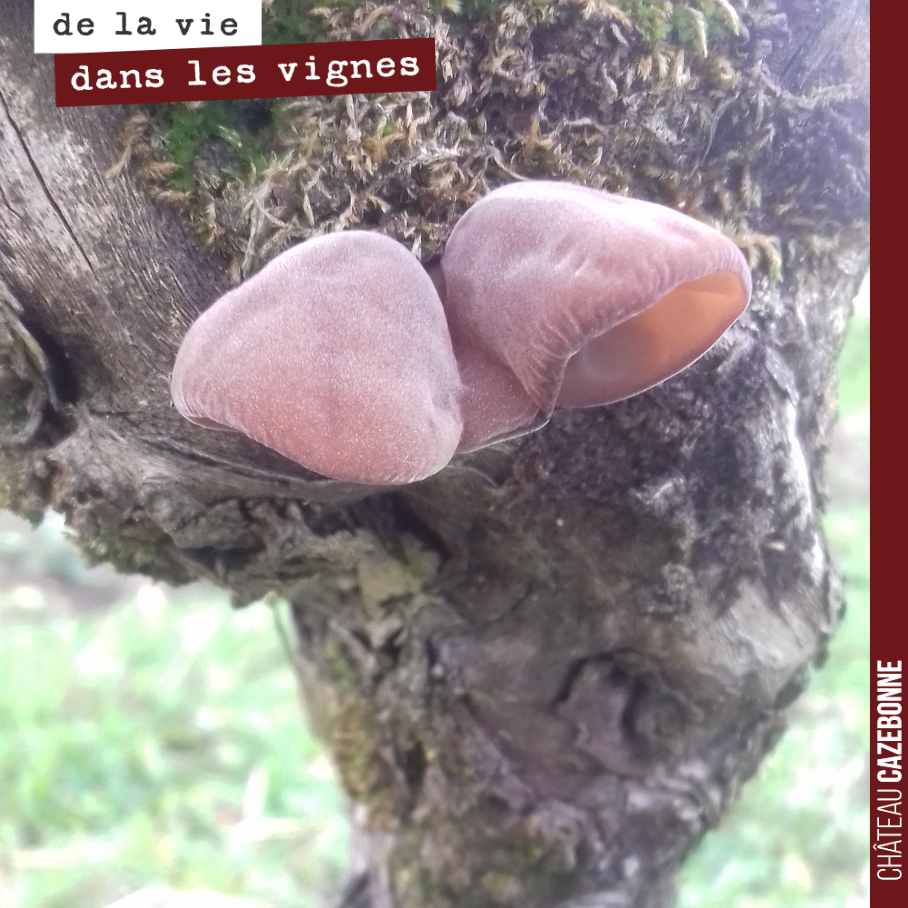 C’est incroyable ce que l’on peut trouver dans les vignes.
Vous en mangeriez ?