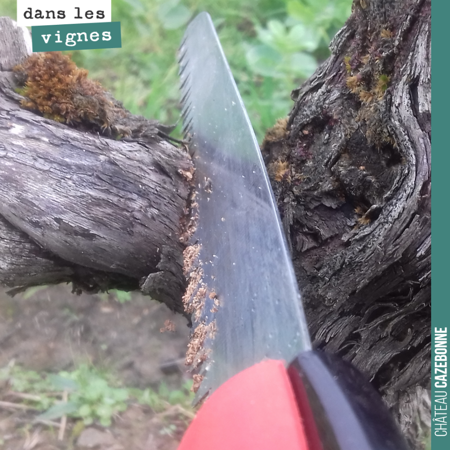 On profite de l’hiver pour receper. Il s’agit de couper les branches mortes sur le cep et de le recentrer sur le flux de sève. Moins de bois morts permettra de limiter les maladies de bois.