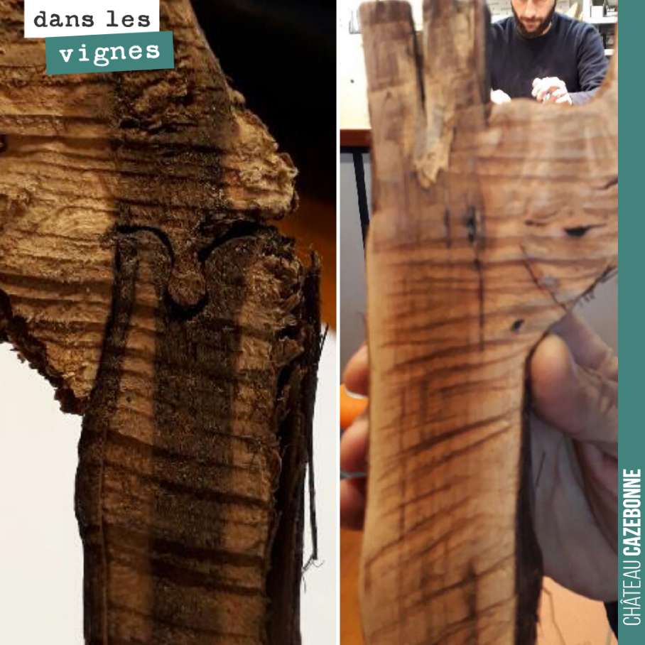 Greffe oméga versus greffe T-bud.
Visite de Marc Birebent (de Worldwide Vineyards) au domaine pour nous parler de greffage et des conséquences sur la longévité des pieds.
Partout dans le vignoble,...
