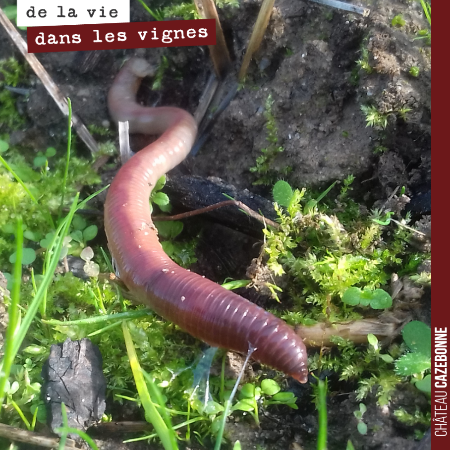 Un joli vers de terre se balade à l’air libre dans le rang de vigne.
Laissons le travailler tranquillement !