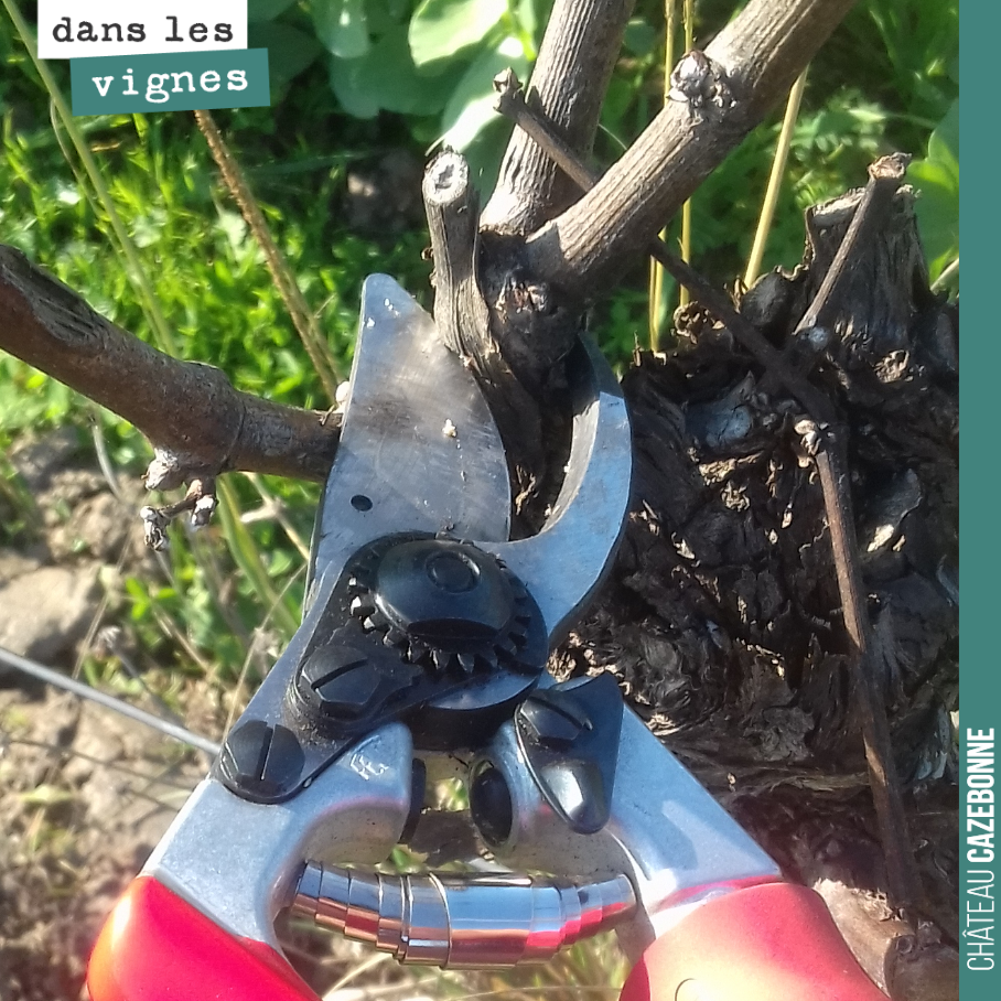 On a commencé la taille. Un travail de titan qui commence. Il va falloir tailler plus de 130 000 pieds avec à chaque fois, une douzaine de coups de sécateur.
La taille demande beaucoup de concentra...
