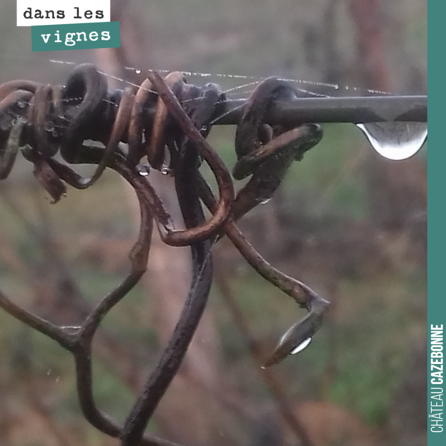 Les vrilles de la vigne, une goutte d’eau.
Un travail d’artiste.