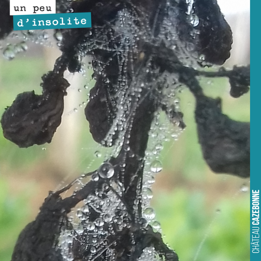 Admirez la dentelle de ces goutelettes d’eau sur une vieille grappe abîmée par la grêle.
La nature est magnifique pour qui sait l’admirer.