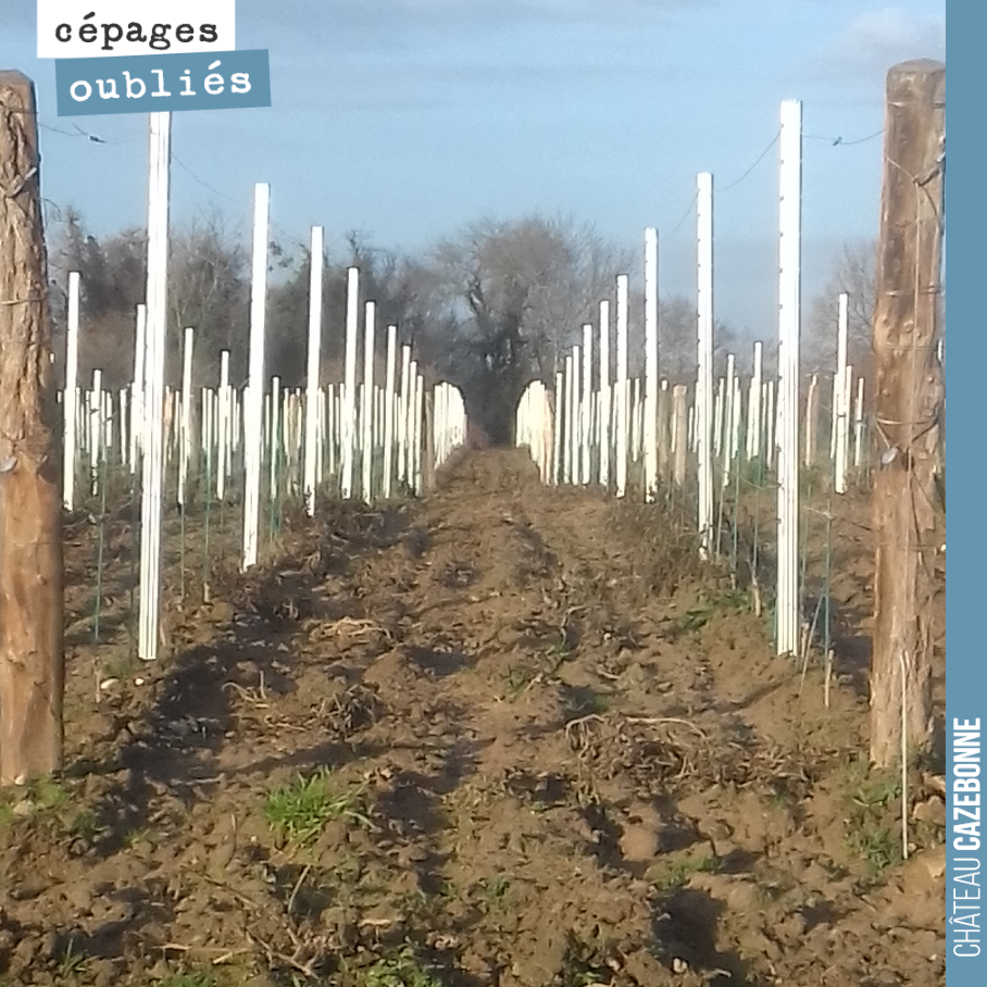 Pas besoin de colonnes de Buren au château cazebonne.
Le palissage de nos jeunes plantations de cépages oubliés (ici du Jurançon noir et du Saint-Macaire sur la parcelle de Médecine) est juste magn...