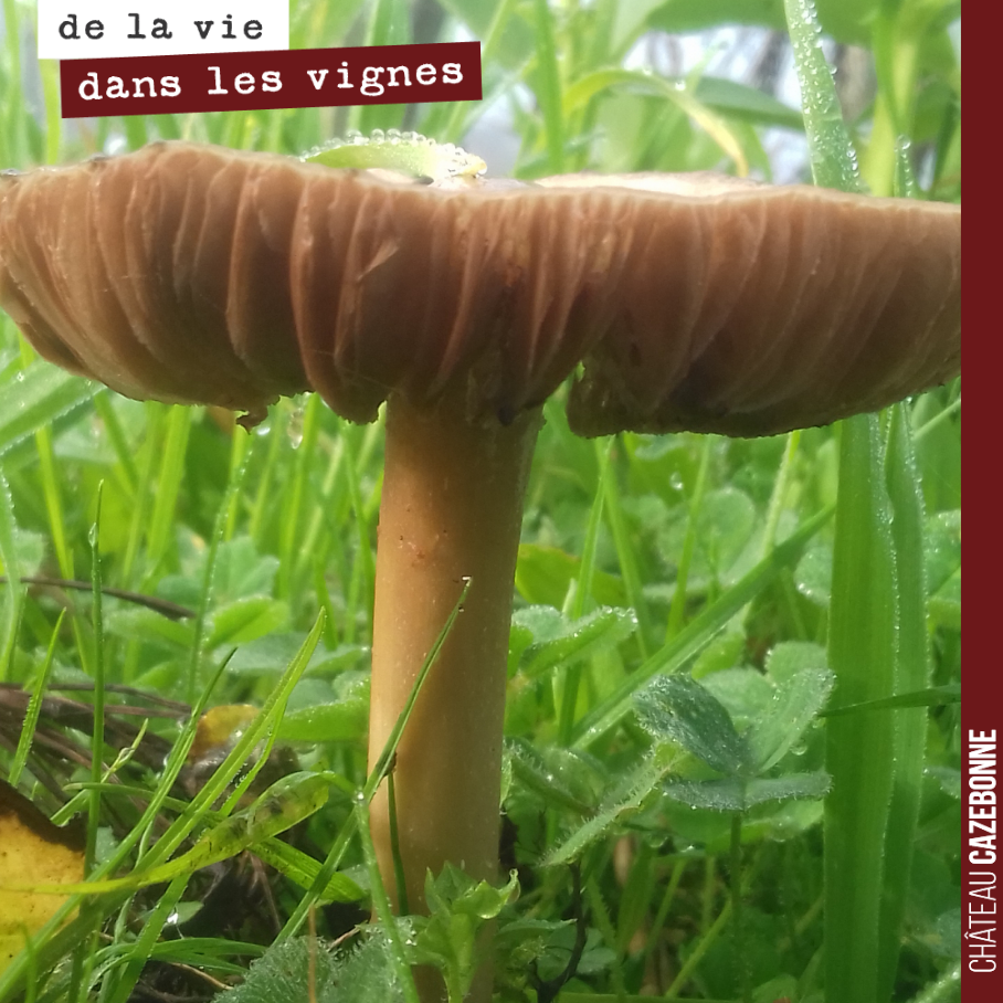 Ce champignon semble très heureux au milieu des fèveroles et céréales anciennes que nous avons semées dans nos rangs de vigne.