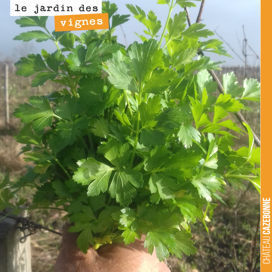 Francis a retrouvé un trésor dans le jardin des vignes de l’année dernière : du persil.