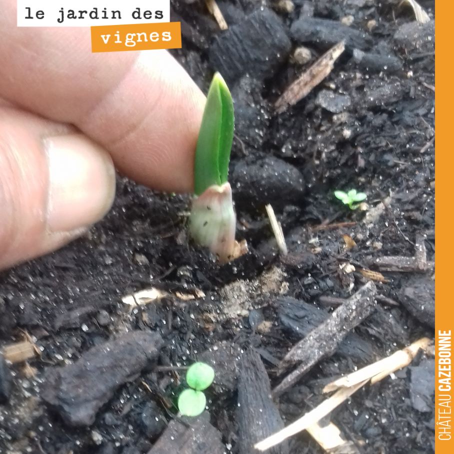 L’ail sort du sol au Jardin des vignes.
Merveille de la nature.