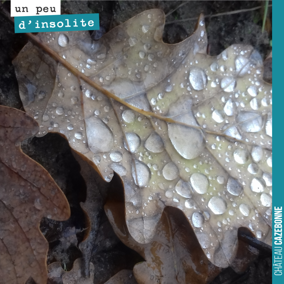 Sublimes feuilles d’automne.