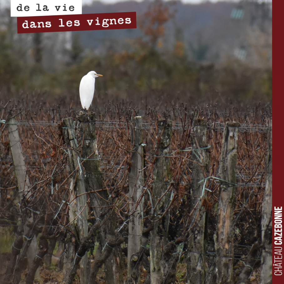 Un héron garde bœuf dans nos vignes en quête de quelques vers de terre ou insectes à grignoter.
