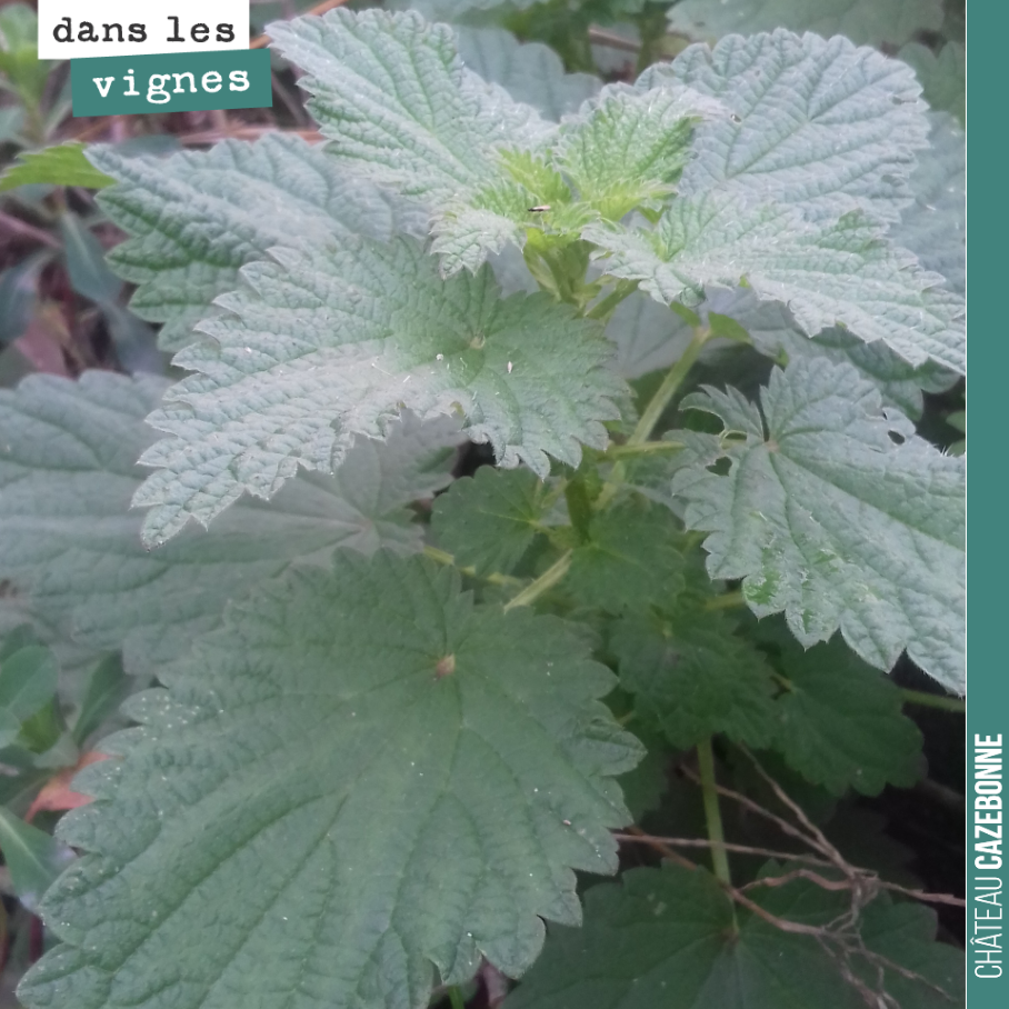 Parfois quelques orties dans nos vignes.
L’ortie est le signe de matière organique abondante dans les sols ou d’excès de fer.
Le purin d’orties a beaucoup de vertus en jardinage. Il permet d’aider ...