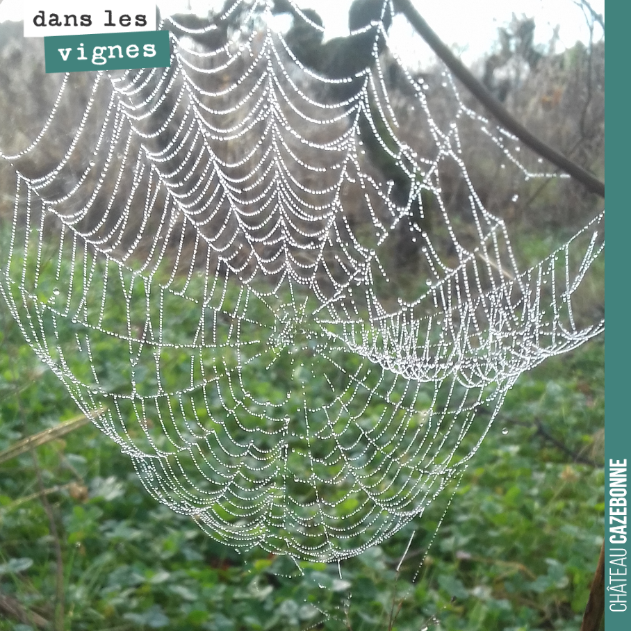 La rosée du matin sur cette magnifique toile d’araignée.