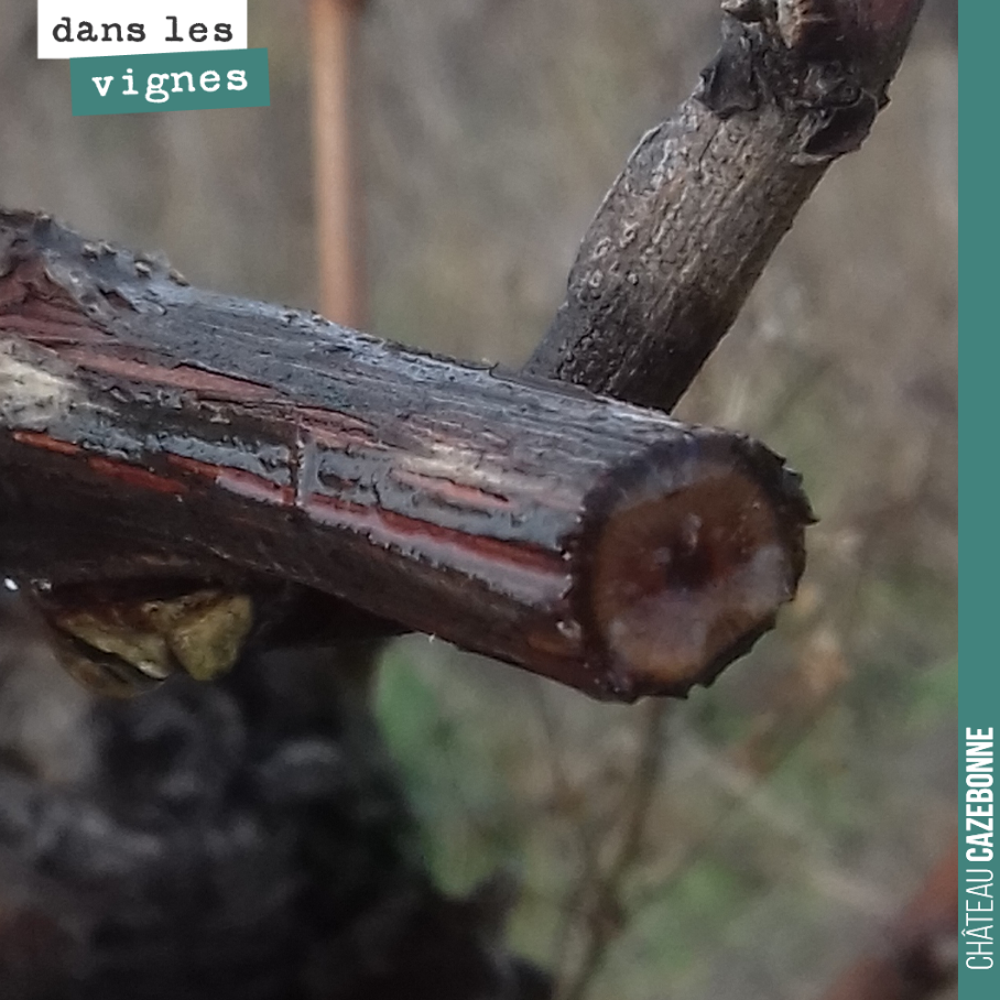 La sève est encore montante sur les bois. Vivement les froids pour donner le signe à la plante de faire redescendre la sève pour préparer l’hiver.
On va éviter de commencer la taille tant que les p...