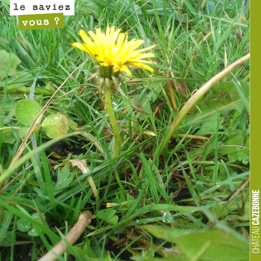 Le pissenlit est encore en fleur dans nos rangs de vigne du domaine. L’automne continue à être particulièrement clément.
Le pissenlit est souvent le signe de sol riche en matière organique. Il peu...